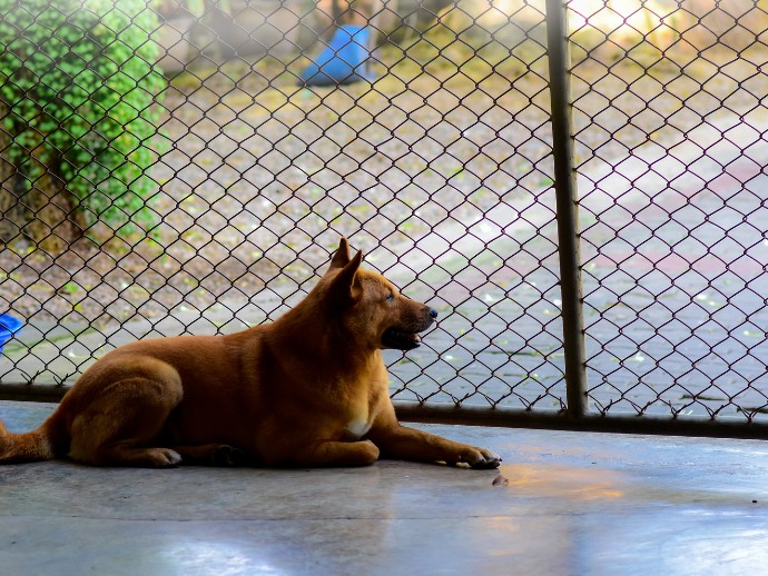 Dog guarding house
